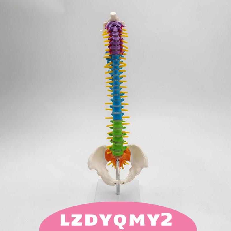 Giá Đỡ Mô Hình Xương Cột Sống Linh Hoạt Có Chân Đứng Pelvis
