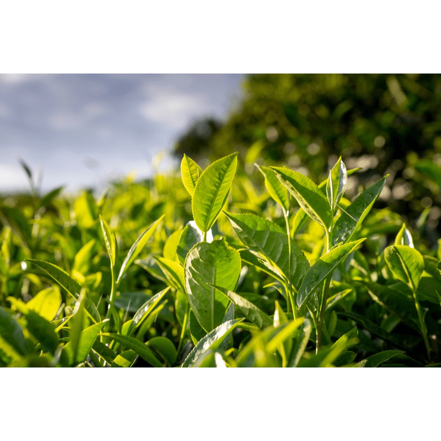 Cây chè xanh  hàng chuẩn đem lại hương vị trà thơm ngon chất lương cao
