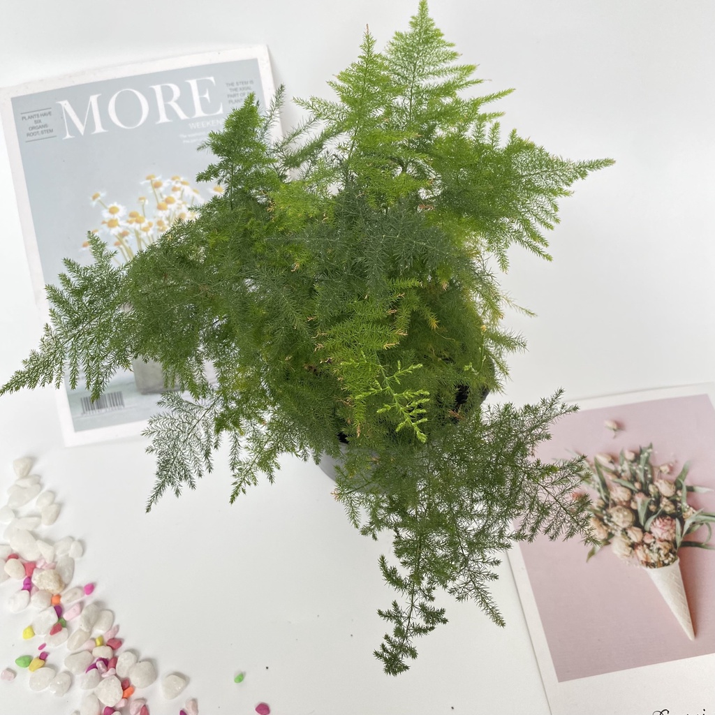 Cây thủy tùng mini  GIÁ TẠI VƯỜN  cây cao 15-20 cm tán sum suê dễ dàng chăm sóc thích hợp trang trí nội thất