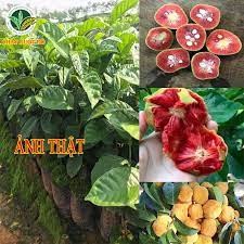 Cây giống chay ruột đỏ