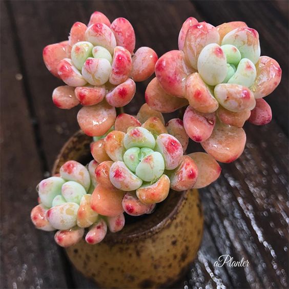 Sen đá sỏi thiên thanh - có mùi thơm kẹo khi nắng nhiều