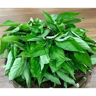 10gr hạt giống rau đay xanh
