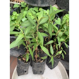 Cây rau răm dĩa (lá nhỏ) thơm cay nhẹ