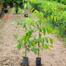 Cây gỗ sao đen giống