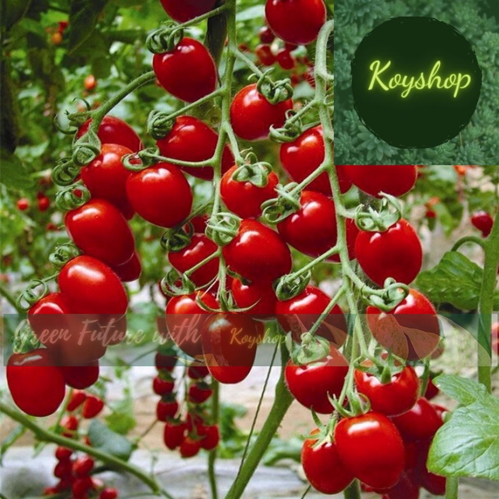Hạt giống cà chua bi đỏ cây cao - Rado Seeds - Giá sỉ tốt hơn!