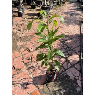 Chậu nhựa mềm Vú Sữa Hoàng Kim