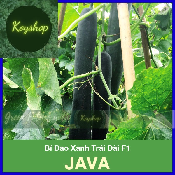 Hạt Giống Bí Đao Xanh Trái Dài F1 JAVA Rado Seeds. X 2 Gói - Giá sỉ tốt hơn!