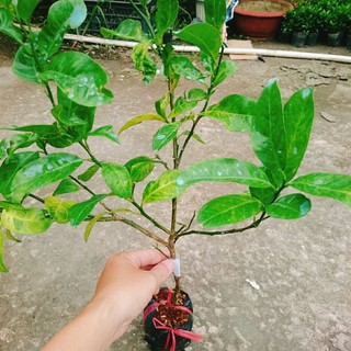 Cây Chanh Đào (Chanh Huyết)