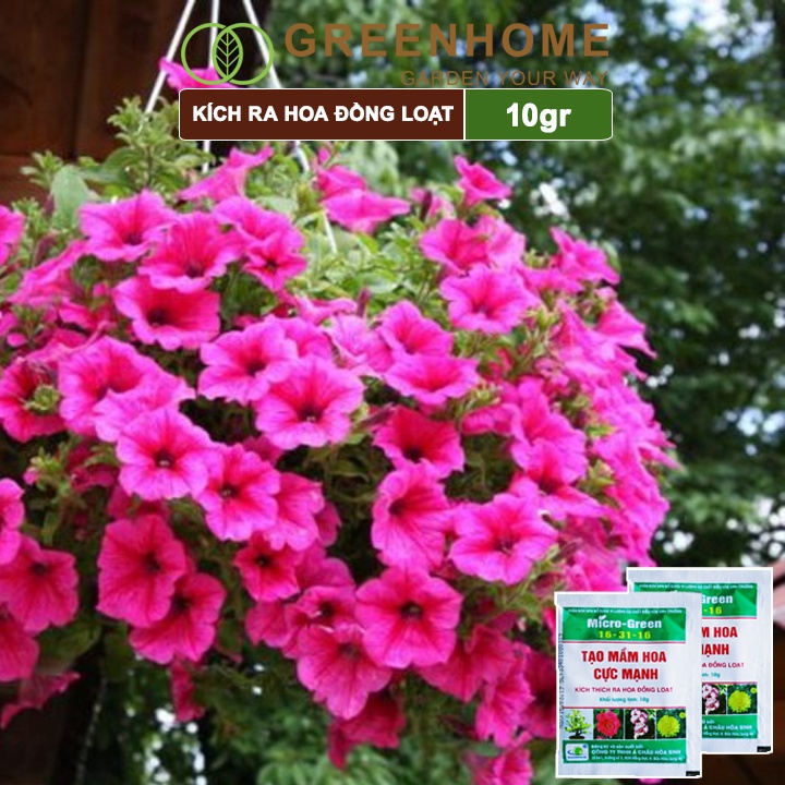 Phân kích ra hoa, Greenhome, micro green 16-31-16, gói 10gr, tạo mầm hoa cực mạnh, thúc đẩy ra hoa đồng loạt