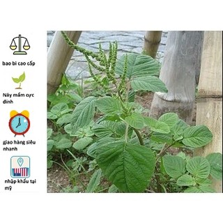 10gr hạt giống rau dền cơm