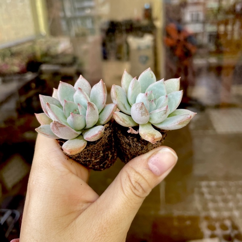 Sen Đá Vuốt Tím Mini ( 2-3cm )