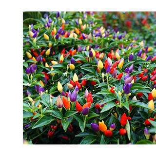 30h hạt giống ớt ngũ sắc