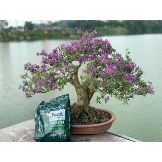 Phân hữu cơ Jord 25kg.
