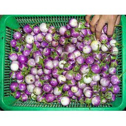 0.5Gr Hạt Giống Cà Tím Tròn