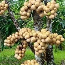CÂY GIỐNG BÒN BON ( sản phảm có bảo hành bao đổi trả)