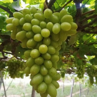 Cây nho xanh trái dài-(cây cho năng xuất cao siêu trái)
