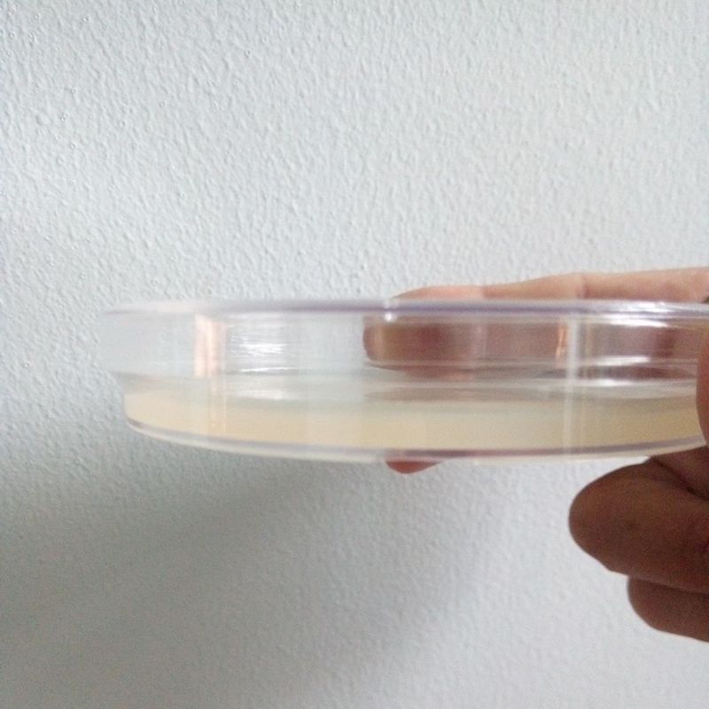 Đĩa petri nhựa có sẵn môi trường dinh dưỡng.