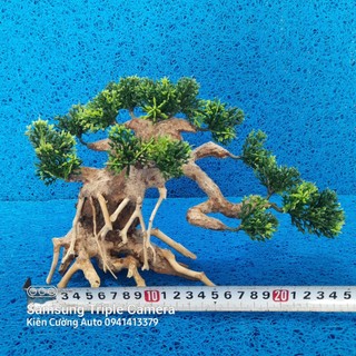Cây gỗ lũa thủy sinh sử dụng cho bể cá cảnh, gỗ lúa cao cấp ngang 22cm cao 19cm