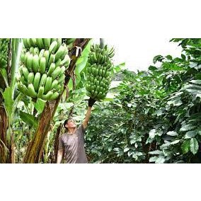 cây giống chuối lân đà lạt ( cây siêu sớm có bảo hành)