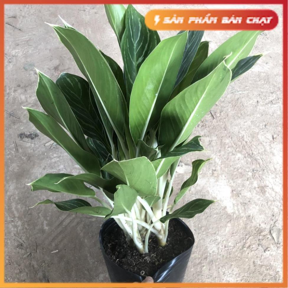 Cây bạch mã hoàng tử size to, chiều cao 60cm lá to đẹp bụi cây to khỏe