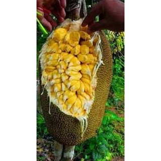 Cây MÍT MẬT ta, cây gieo hạt, mít thuần Việt, giống cực ngon