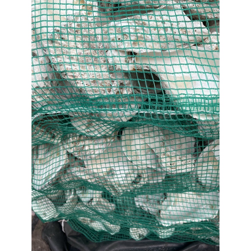Vỏ Hàu Ion Lọc Nước Hồ Cá - Giúp Ổn Định Ph Nước