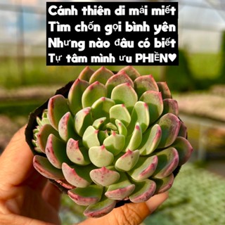 cây sen đá Nana giống mới siêu hot size bầu 4-4,5cm THUANPHAT GARDEN, form cực đẹp, lỗi 1 đổi 1