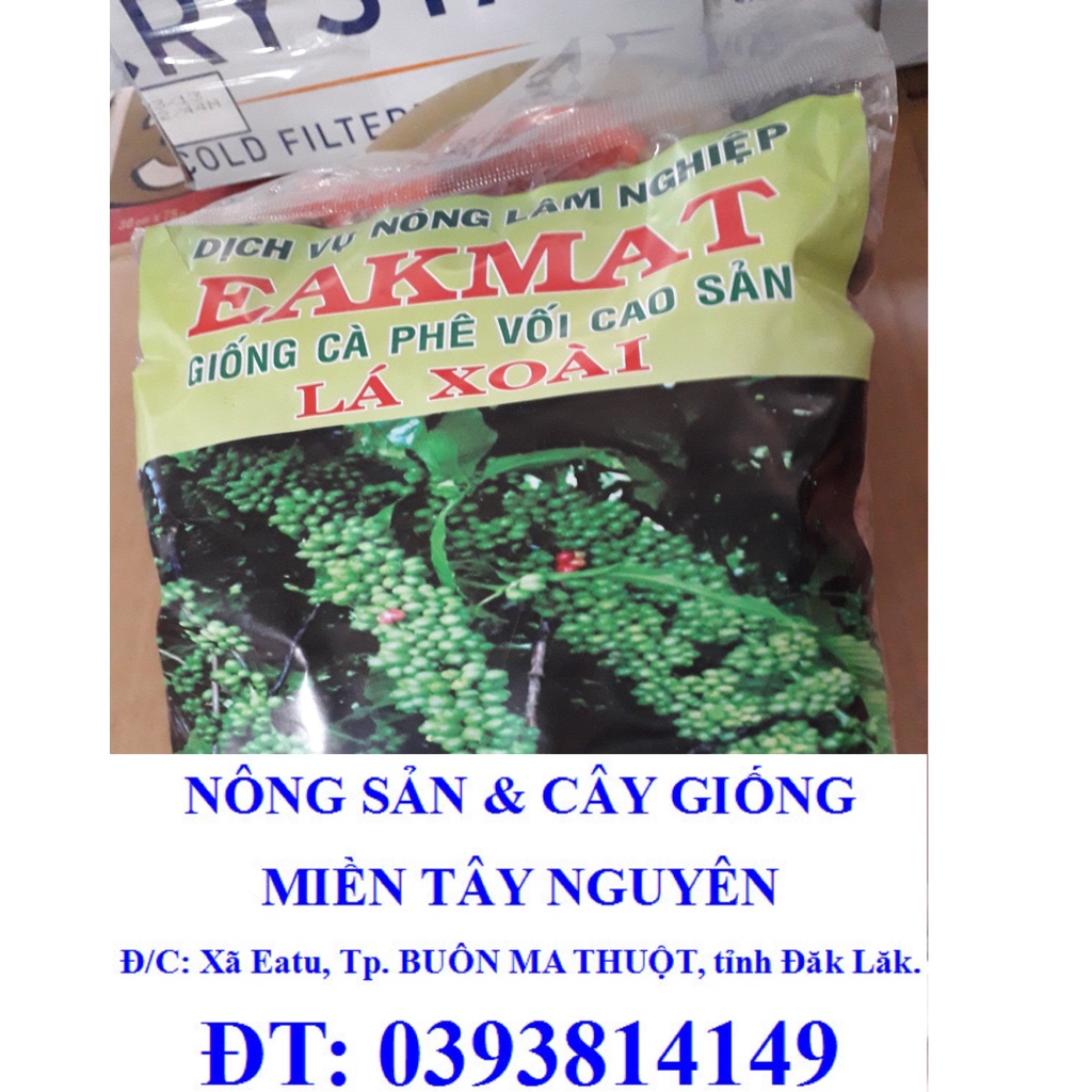 1 KG Hạt giống Cà Phê VỐI CAO SẢN Lá Xoài  - HẠT TUYỂN CHỌN TỪ CÂY MẸ. KÈM HƯỚNG DẪN ƯƠM]
