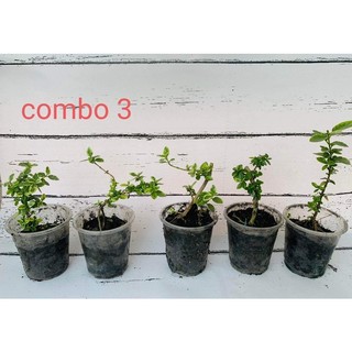 combo sam hương mini