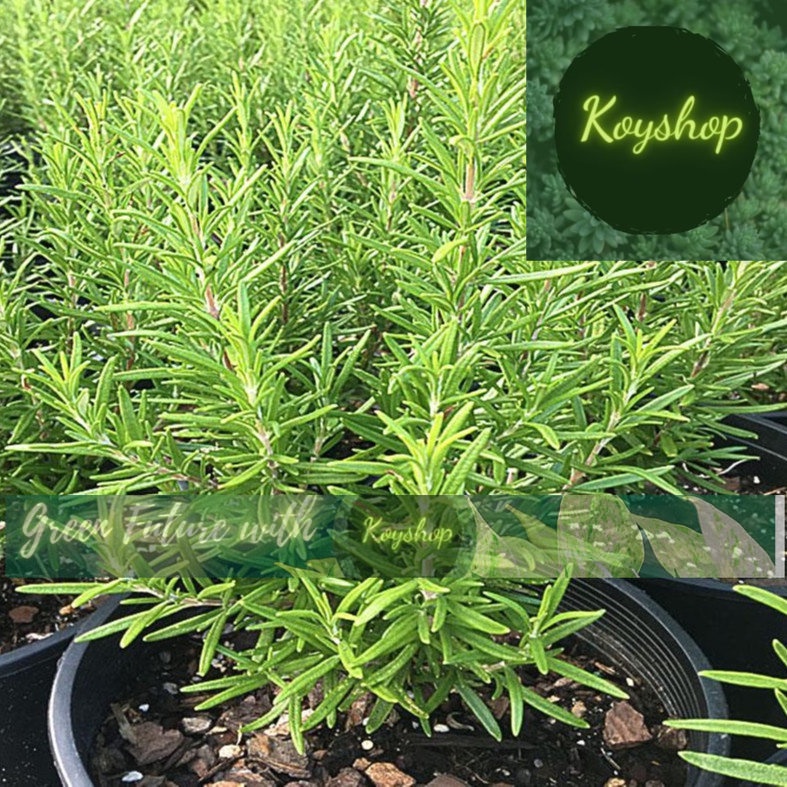 Hạt Giống Hương Thảo (0.03gr) - Rado Seeds - Giá sỉ tốt hơn !