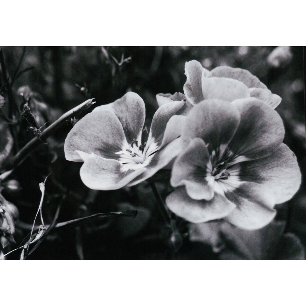 Phim Lomography Lady Grey ISO 400, Đen Trắng B&W, 135/35mm x 36 Kiểu, In Date Cho Máy Chụp Ảnh Film - LIIQ Flash