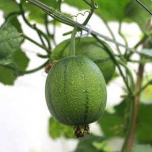 5h Hạt Giống Mướp Táo