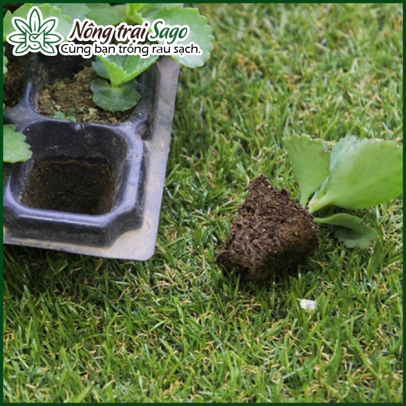 Khay Ươm Hạt Giống 105 Lỗ Chịu Nhiệt Tốt, Độ Bền Cao - Nông Trại Sago