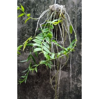 Lan hạc vỹ thuần ghép gỗ - thân dài xanh, sắp hoa