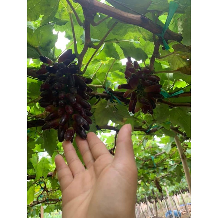 Cây Nho Ngón Tay Đen Không Hạt,cây ghép cho Trái sớm 6-7 tháng.