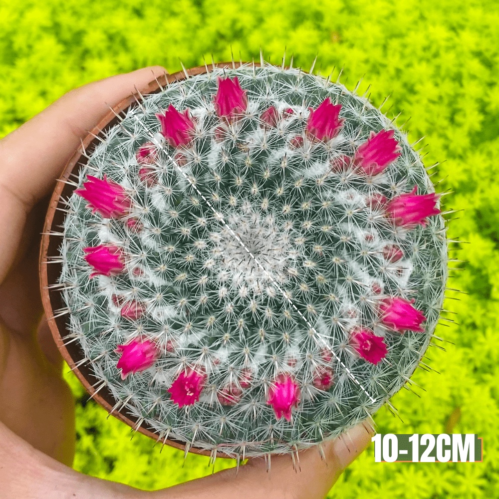 Xương rồng bánh sinh nhật SONDA GARDEN size trung bình 9-12cm, cây cảnh trang trí nhà cửa, lỗi 1 đổi 1