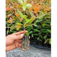 cây giống Bạch Đàn (giao siêu nhanh)