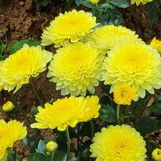 Hạt Giống Hoa Cúc Chi Vàng