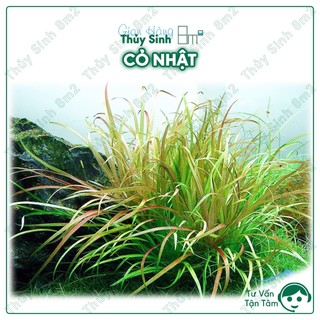 Cây cỏ nhật thủy sinh tiền cảnh, không co2, không bảo hành | 8m2