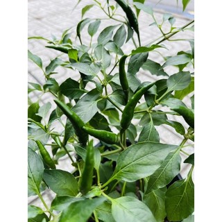 Ớt chỉ thiên, cây ớt hoa sẵn xum xuê