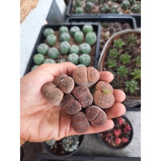 1 cây sen mông đôi/ lithops