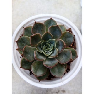 Sen đá hoa hồng nâu size bầu