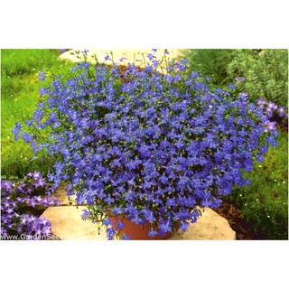 50h hạt giống hoa cúc lobelia rủ mix