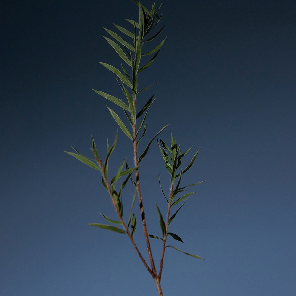 Tinh chất dưỡng tóc làm mát da đầu Aromatica Tea Tree Purifying Tonic 100ml