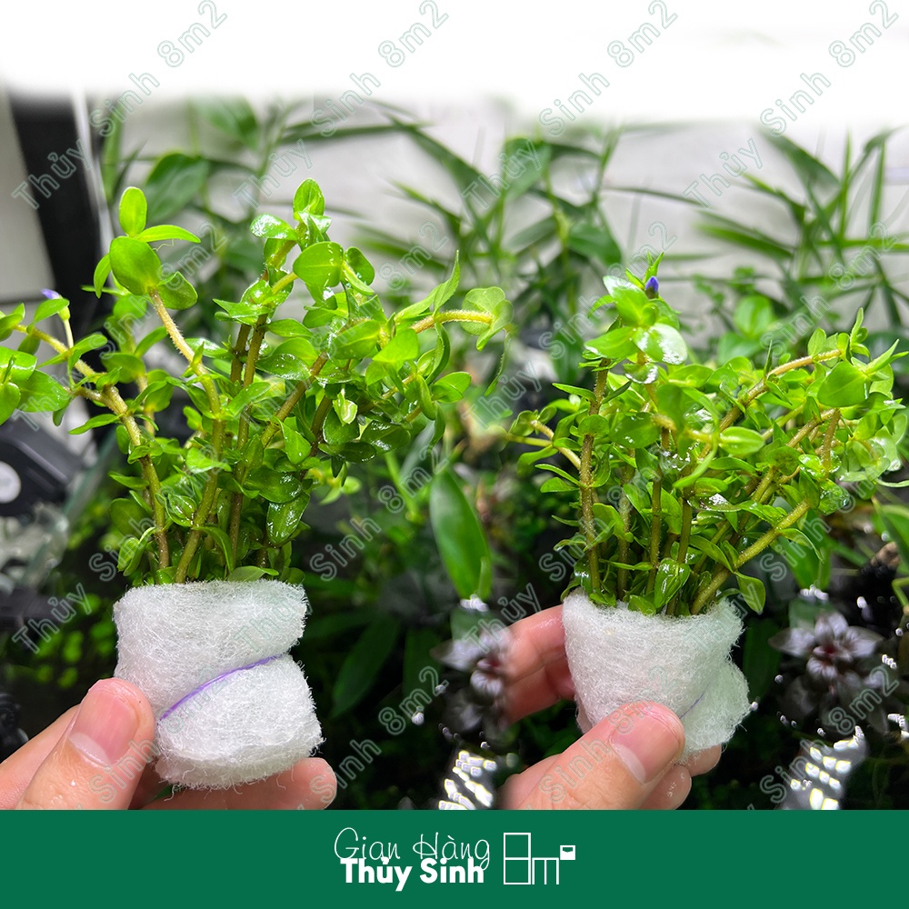 Cây Lệ Nhi | Cây Thủy Sinh Hậu Cảnh, Cắt Cắm, Không CO2 | 8m2