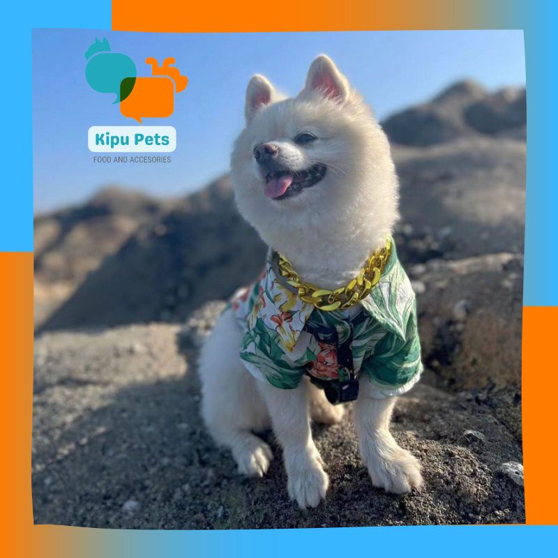 Dây Chuyền Cho Thú Cưng - Vòng Cổ Mạ Vàng Cho Chó Mèo - Kipu Pets