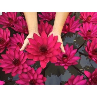 Combo 3 cây Hoa súng mỹ đỏ, bông to