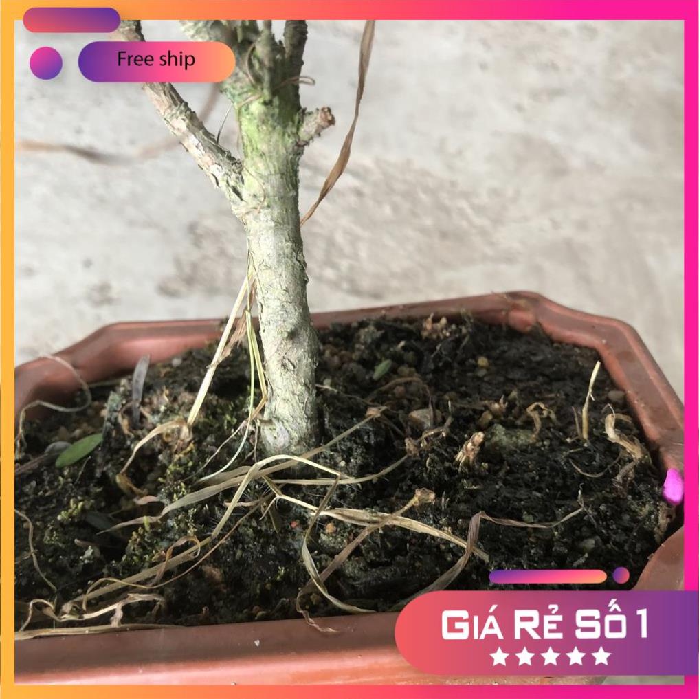 Cây tùng la hán bonsai, Cao 20cm thân gốc to, lá xanh khỏe dáng bắt mắt