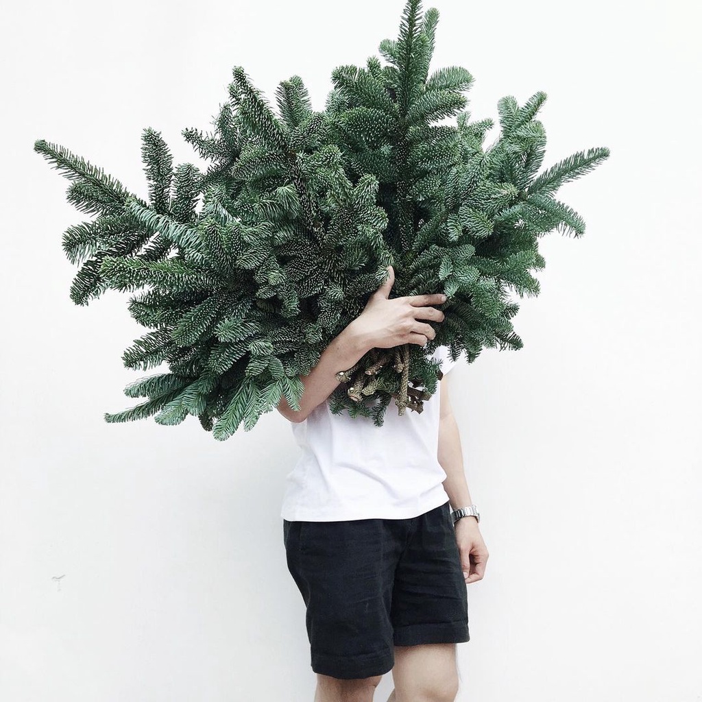 SHIP TỈNH - Cành thông tươi Nobilis nhập khẩu Đan Mạch - Thông trang trí giáng sinh, làm vòng nguyệt quế, làm cây thông