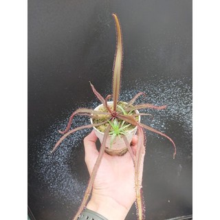 Gọng Vó Drosera Adelae bắt côn trùng